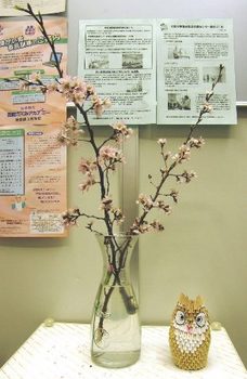 183 桜の花　０１.JPG