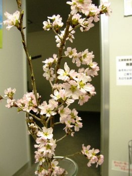 183 桜の花　０２.JPG