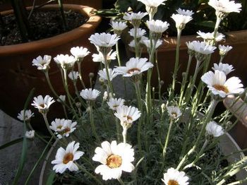 193-2 白い花.JPG