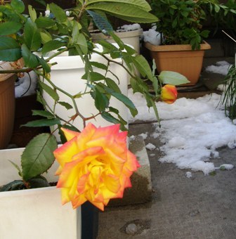 320 雪の中のバラの花.JPG