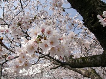 372-6 大垣の桜.JPG