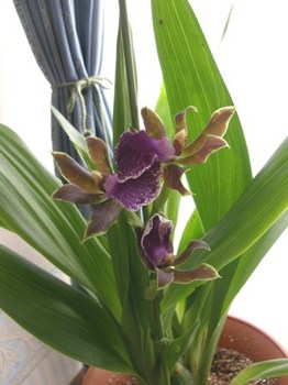 449-1 紫香蘭.JPG