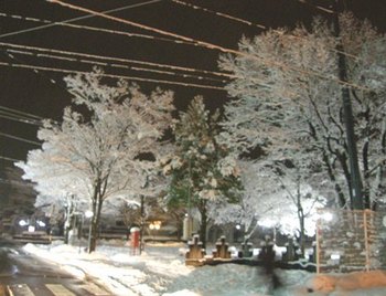 472-110107-01 夜桜お雪.JPG