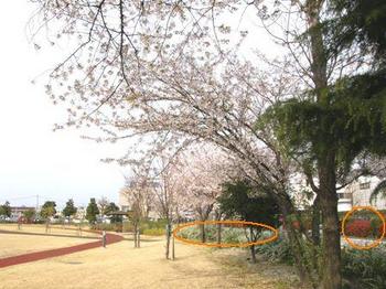 501-1 桜01－庭園.JPG