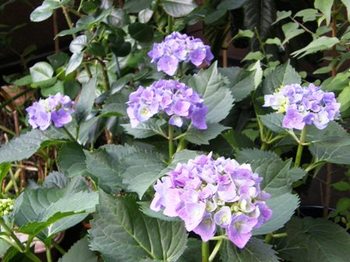 515-3 紫陽花の花.JPG