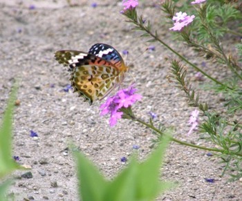 547-4 花と蝶.JPG