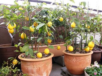 566-4 今年の檸檬－2009レモン.JPG