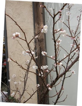 582-1 桜の花.JPG