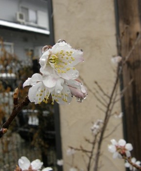 582-2 桜の花.JPG