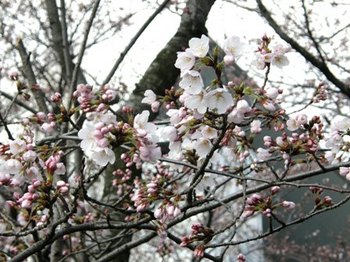 587-1 桜の花.JPG