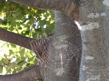 640-2 蜘蛛の糸.JPG